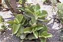 COTYLEDON MACRANTHA.jpg